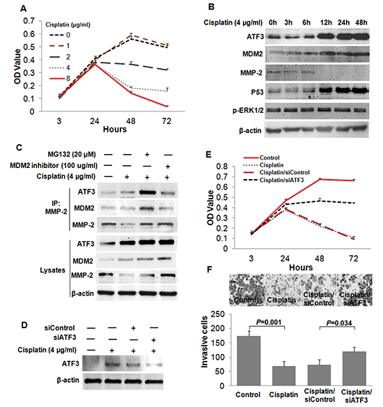 Cisplatin suppressed the invasion of ESCC cells by inducing the expression of ATF3.
