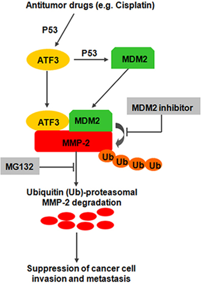 Proposed model illustrating opposing regulatory influences of ATF3 on MMP-2 degradation and cancer cell invasion and metastasis.