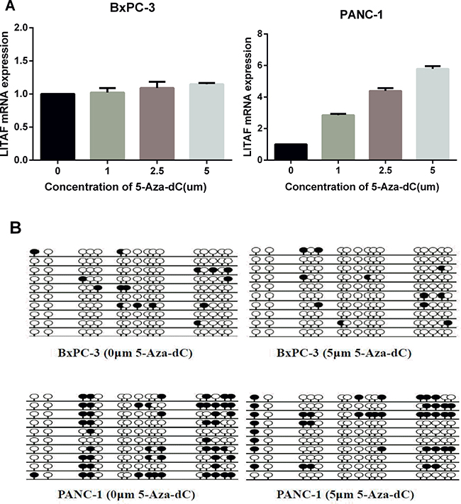 LITAF promoter methylation regulates LITAF expression in pancreatic carcinoma cells.