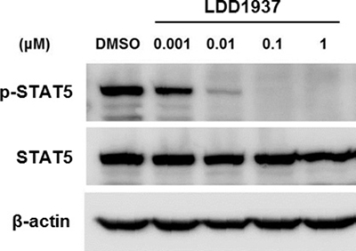 Effects of LDD1937 on the STAT5 phosphorylation.