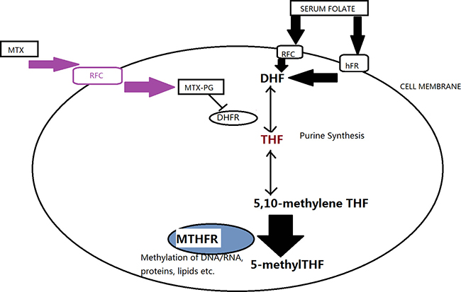 A simplified view of the folate metabolism pathway and the main targets of MTHFR.