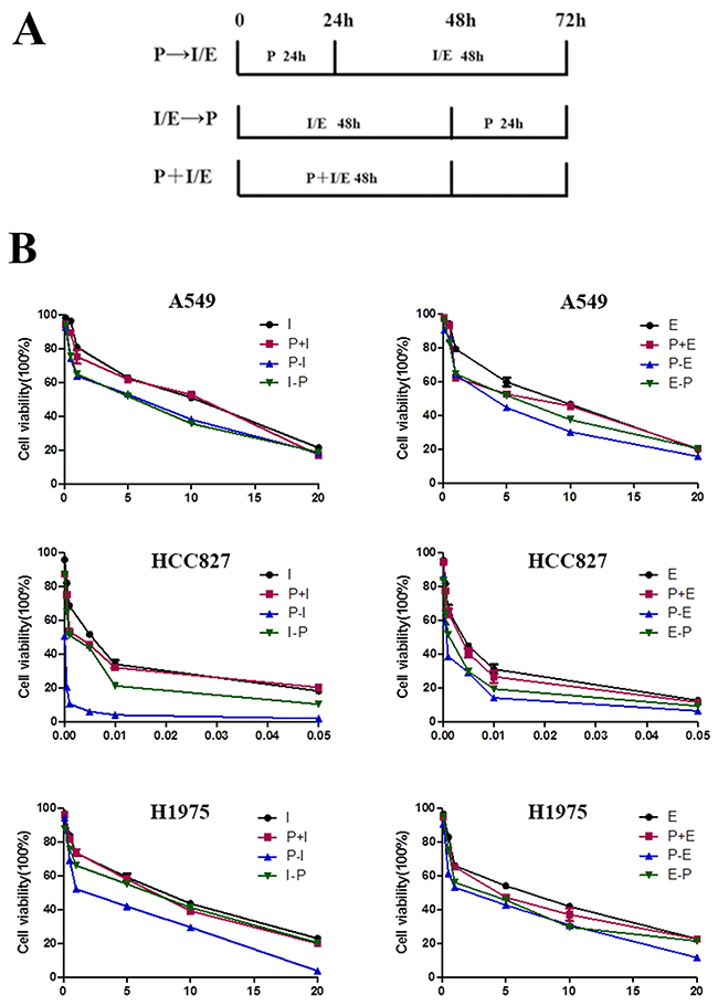 Antiproliferative effects of pemetrexed combined with icotinib/erlotinib are sequence-dependent.