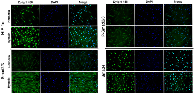 HIF-1&#x03B1;, Smad2/3, p-Smad2/3 and Smad4 was enhanced following treatment with 1% hypoxia.
