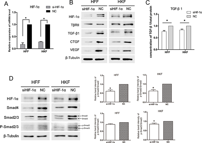 siHIF-1&#x03B1; inhibited TGF-&#x03B2;/Smad signaling in HFFs and HKFs.