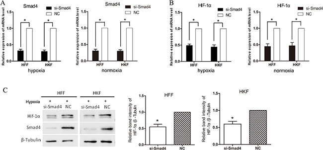 siSmad4 inhibits HIF-1&#x03B1; in hypoxia.