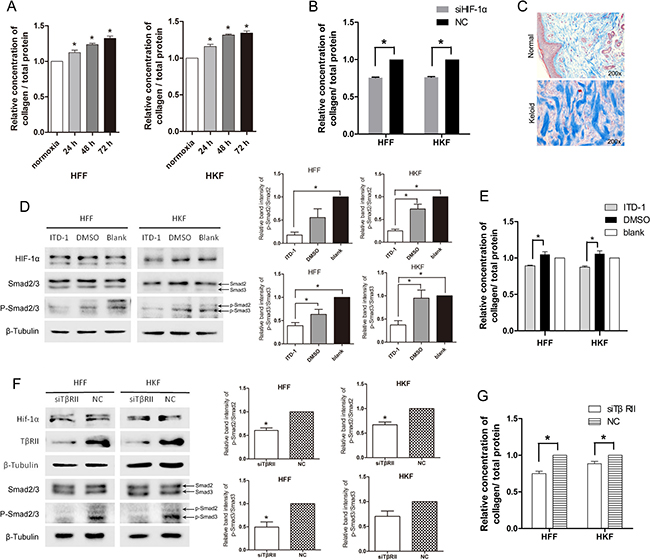 Total collagen deposition was promoted by acute hypoxia via HIF-1&#x03B1; and the TGF-&#x03B2; signaling pathway.