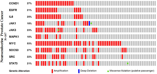 Neuroendocrine prostate cancer types frequently amplify STAT3.