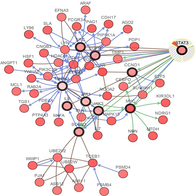 Interactive analysis and visualize the altered networks of STAT3 (cBio Cancer Genomics Portal).