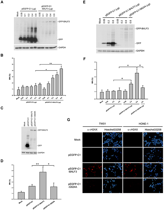 Induction of genomic instability in NPC cells with EBV BALF3 expression.