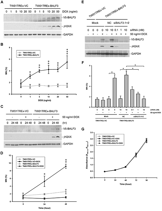 Effect of EBV BALF3 expression on genomic instability and growth of NPC cells.