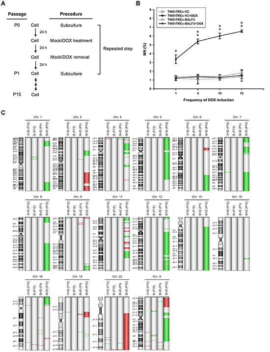 Accumulation of genomic instability in NPC cells after recurrent EBV BALF3 expression.