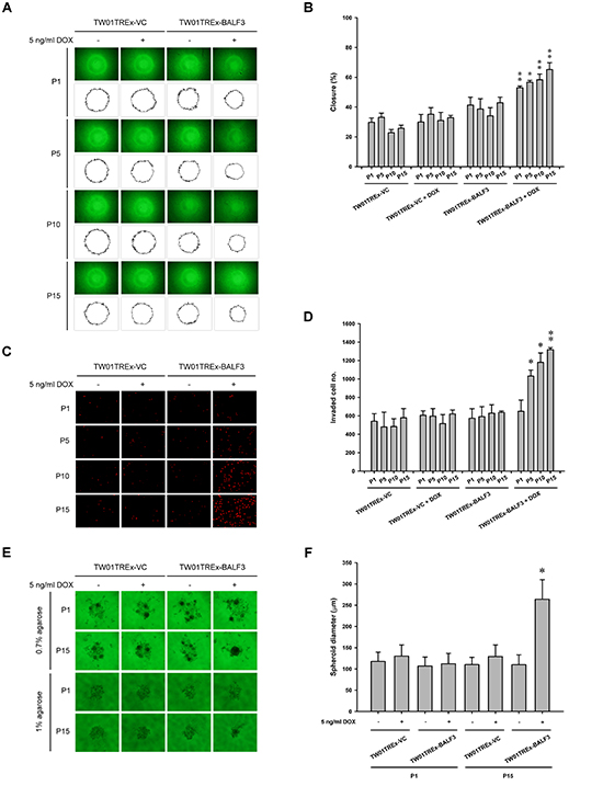 Examination of cell migration and invasion and spheroid formation by NPC cells after recurrent EBV BALF3 expression.