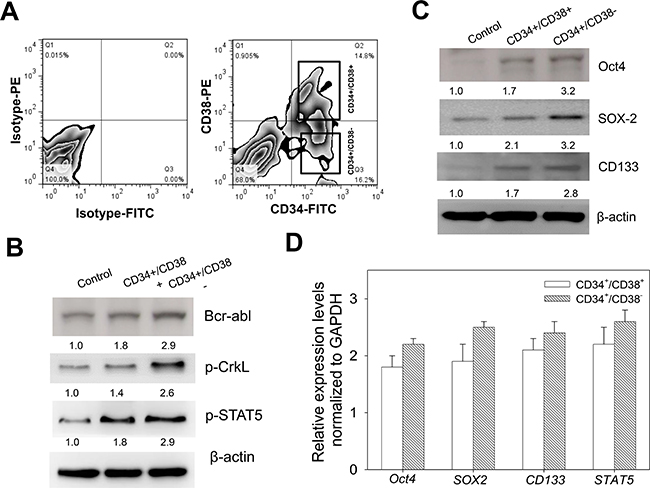 CD34+/CD38&#x2212; CML cells exhibit enhanced cancer stem cell-like phenotype.