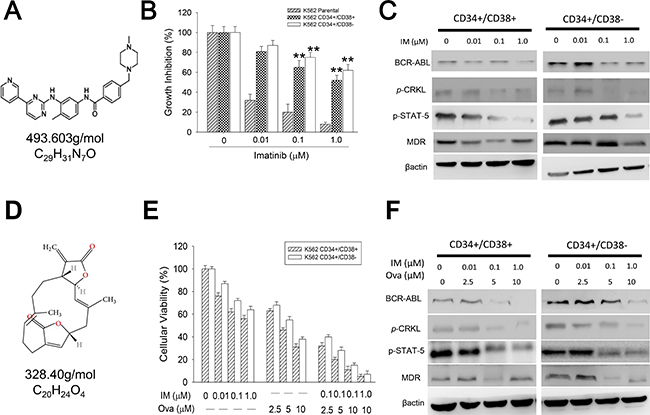 Diterpenoid ovatodiolide potentiates the anti-proliferative potential of Imatinib in CD34+ CML cells through disruption of the BCR-ABL signaling.