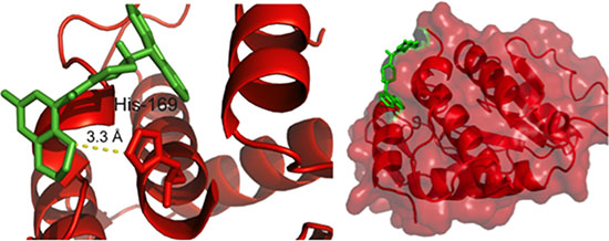 Redocking of hit compound C3.