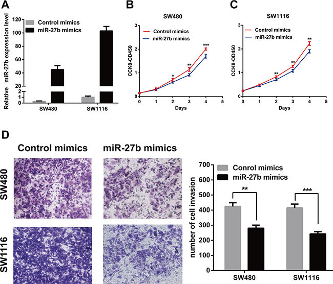 MiR-27b inhibits cell proliferation and invasion in CRC cells.