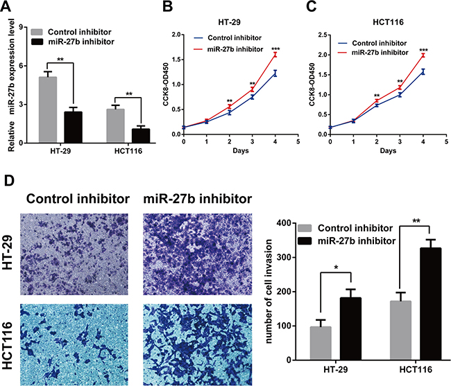 Knockdown of miR-27b promotes cell proliferation and invasion in CRC cells.