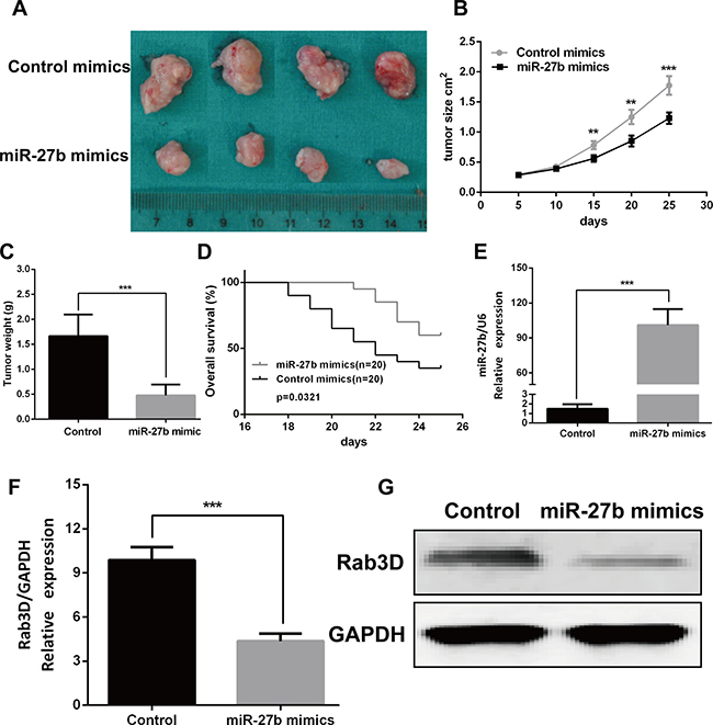 miR-27b inhibited tumor growth in vivo.