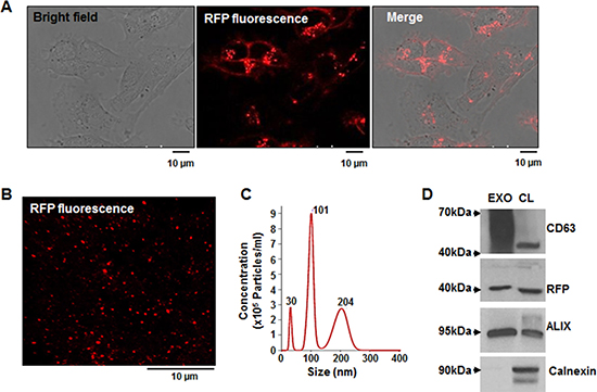 Generation of stable MDA-MB-231 cells overexpressing the exosomal CD63-RFP fusion protein and analysis of purified RFP-tagged exosomes.