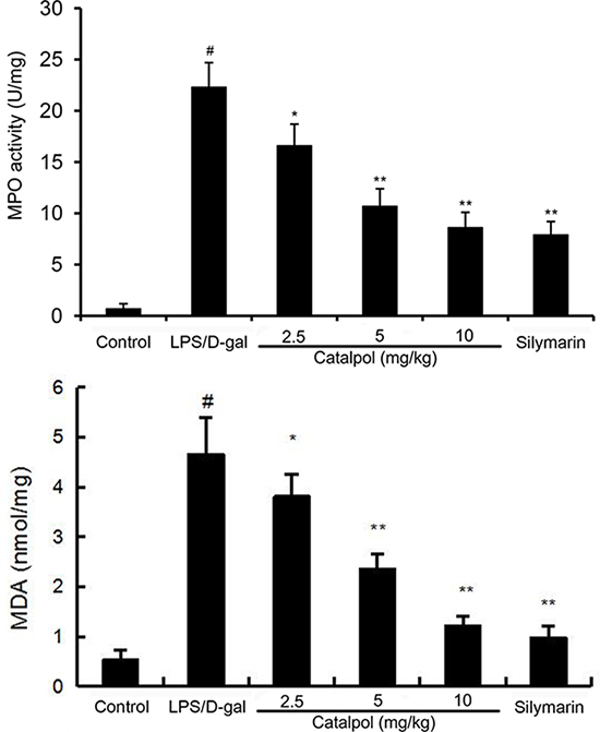 Effects of catalpol on MDA level and MPO activity in LPS/D-gal induced mice.