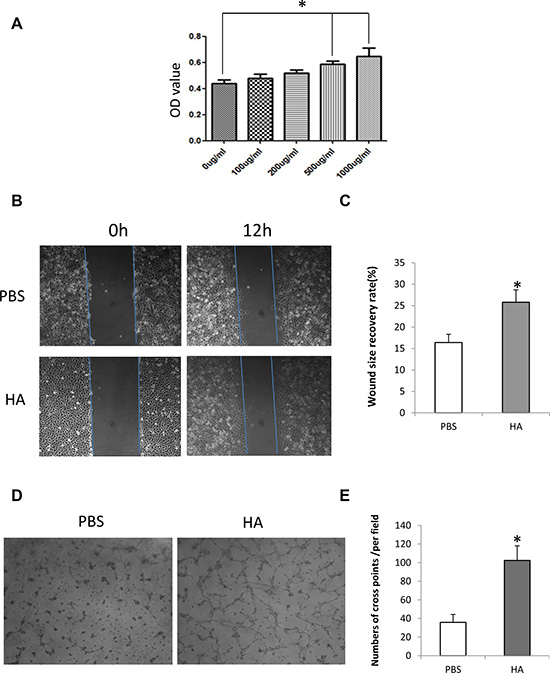 HMW-HA promotes proliferation, migration and tube formation of endothelial cells in vitro.