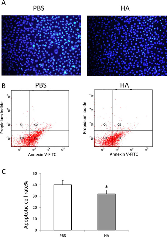 HMW-HA decreases apoptosis of endothelial cells.