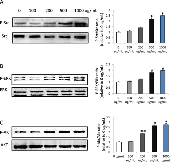 HMW-HA increases the phosphorylation of Src, ERK and AKT in endothelial cells by western blot detection.