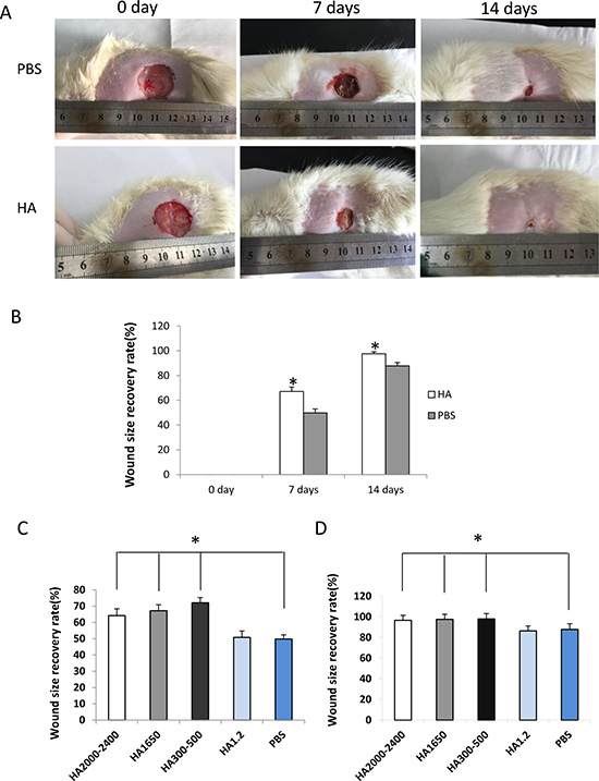 Local injection of HMW-HA decreases wound size in old rats.
