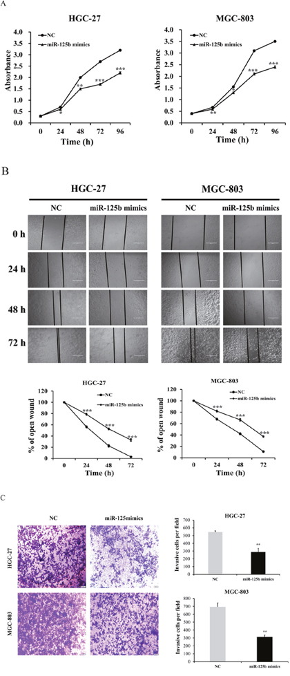 miR-125b expression levels inhibited the proliferation, migration and invasion abilities of HGC-27 and MGC-803 cells.