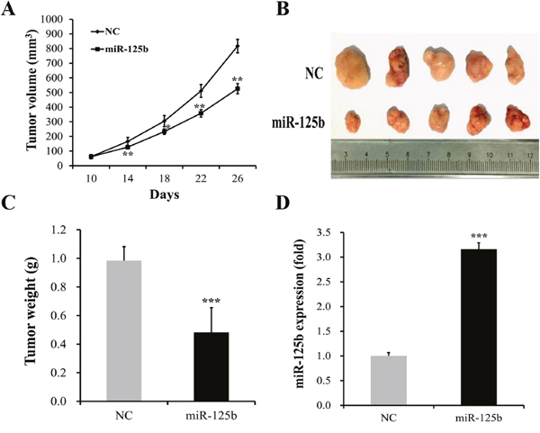 miR-125b overexpression reduced tumor growth of MGC-803 cells in vivo.