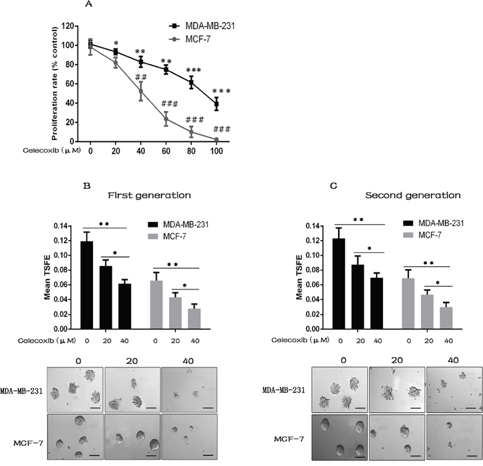 Celecoxib suppresses breast cancer cell proliferation, CSC growth and self-renewal.