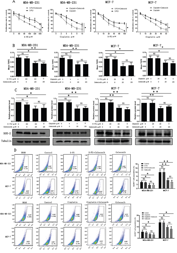 Celecoxib sensitizes breast cancer cells to chemotherapeutic drugs by selectively targeting CSCs.