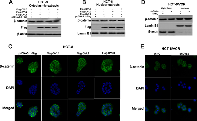 The effect of DVL on &#x03B2;-catenin nuclear translocation.