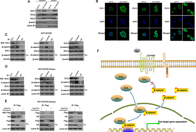 DVL bound to &#x03B2;-catenin in nucleus.