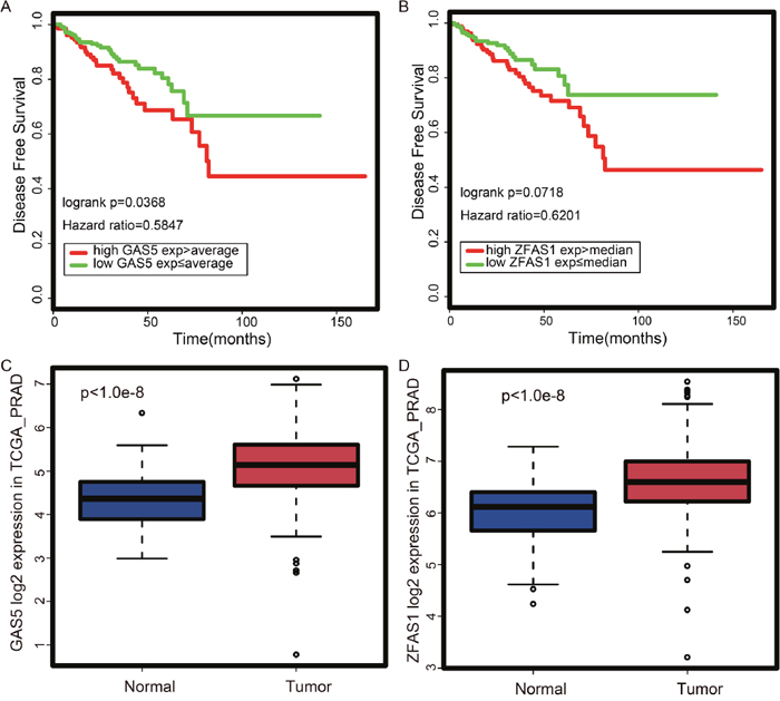 Expression and prognostic potential of GAS5 and ZFAS1 according to TCGA prostate cancer dataset.