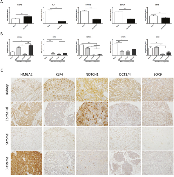 Analysis of the expression levels of embryonic stem cell markers showed differences between normal kidneys and WT samples.