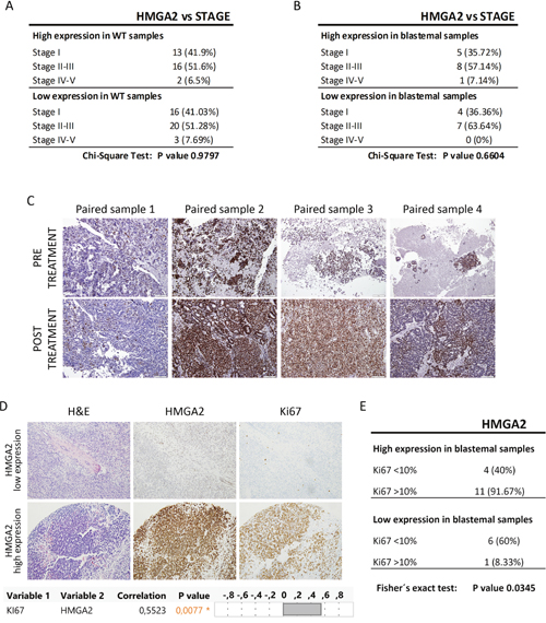 The expression of HMGA2 did not correlate with tumor stage and SIOP-treatment protocol, but correlated with Ki-67 expression.