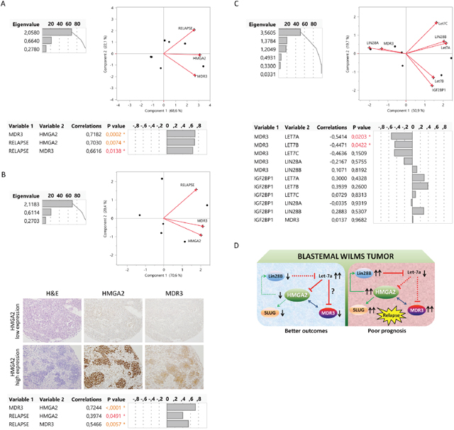 Description of relationship between LIN28, LET7, HMGA2, and MDR3 as a possible relapse regulatory pathway in blastemal WT.