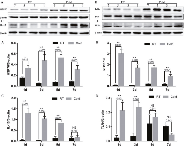 Impact of prenatal cold stress on the activation of the HSP70/TLR4/NF-&#x03BA;B signaling pathway in placenta.