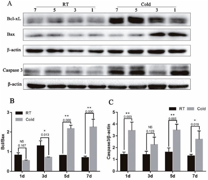 Effect of prenatal cold stress on the expression of Bcl-xL, Bax and Caspase3 proteins.