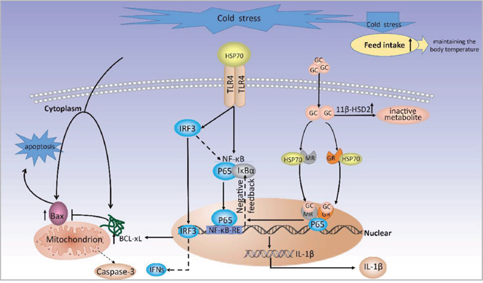 A proposed model for molecular mechanisms of prenatal cold stress on placental.