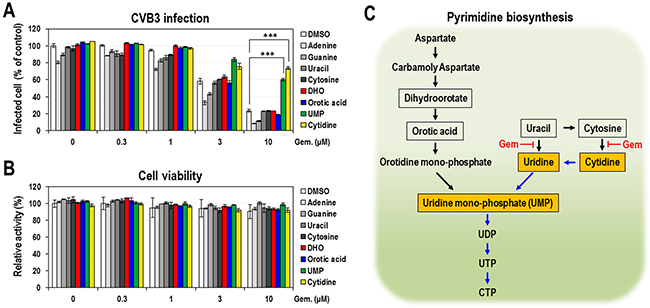 The effect of exogenous nucleobases and intermediates of pyrimidine biosynthetic pathway on the anti-CVB3 activity of gemcitabine.