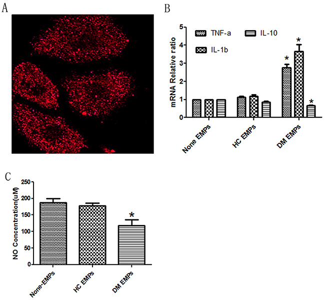 DM patient-derived EMPs induce HUVEC dysfunction.