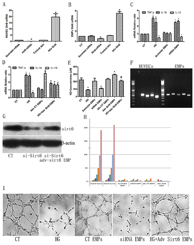 Sirt6 mRNA plays important roles in high glucose-derived EMP-induced HUVEC dysfunction.