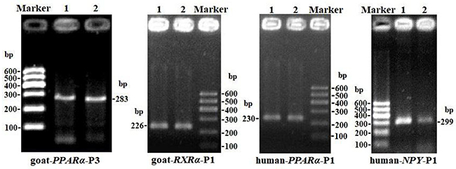 PCR electrophoresis diagrams of CpG islands of goat PPAR&#x03B1;-P3 and RXR&#x03B1;-P1 and human PPAR&#x03B1;-P1 and NPY-P1 genes.