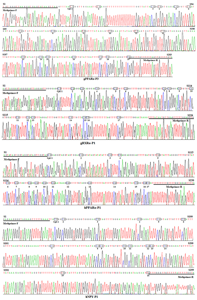 Bisulfite sequencing maps of CpG islands of goat PPAR&#x03B1;-P3 and RXR&#x03B1;-P1 and human PPAR&#x03B1;-P1 and NPY-P1 genes.