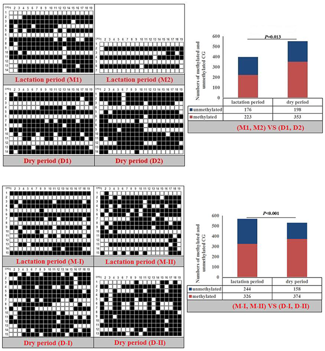 Methylation patterns and significant difference of goat PPAR&#x03B1;-P3 CpG island of between lactation and dry periods