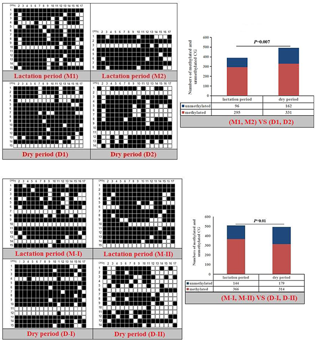 Methylation patterns and significant difference of goat RXR&#x03B1;-P1 CpG island of between lactation and dry periods.