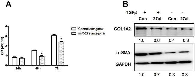 Inhibition of miR-27a attenuates HSCs proliferation and inhibits TGF&#x03B2;-induced expression of fibrosis-related genes.
