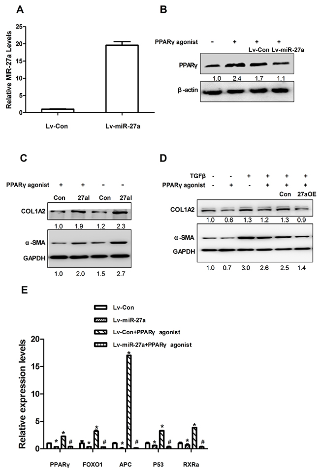 miR-27a suppresses PPAR&#x03B3; expression and a PPAR&#x03B3; agonist attenuates the effect of TGF&#x03B2; in LX2 cells.